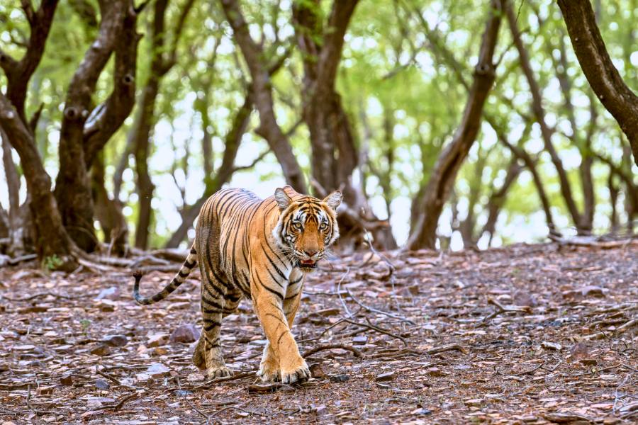 golden-triangle-tour-with-ranthambore-wildlife-taj-mahal-itinerary