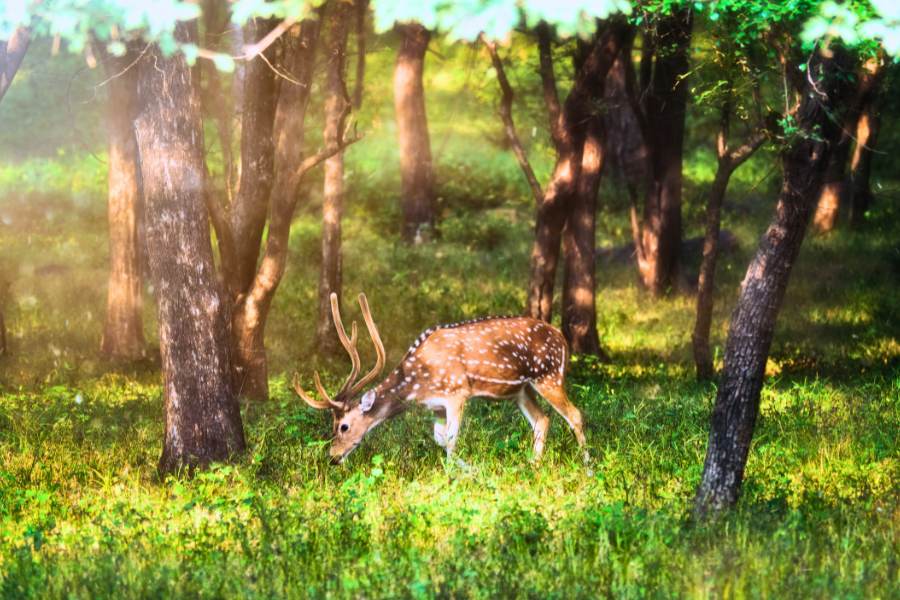 ranthambore-safari-zones-explained-tiger-hotspots-timings-routes