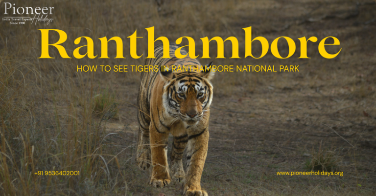 How to See Tigers in Ranthambore