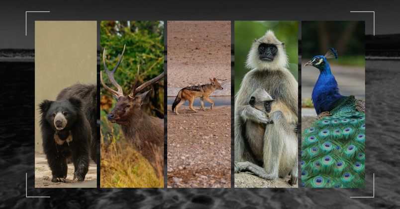 What to Expect If You Don’t See a Tiger