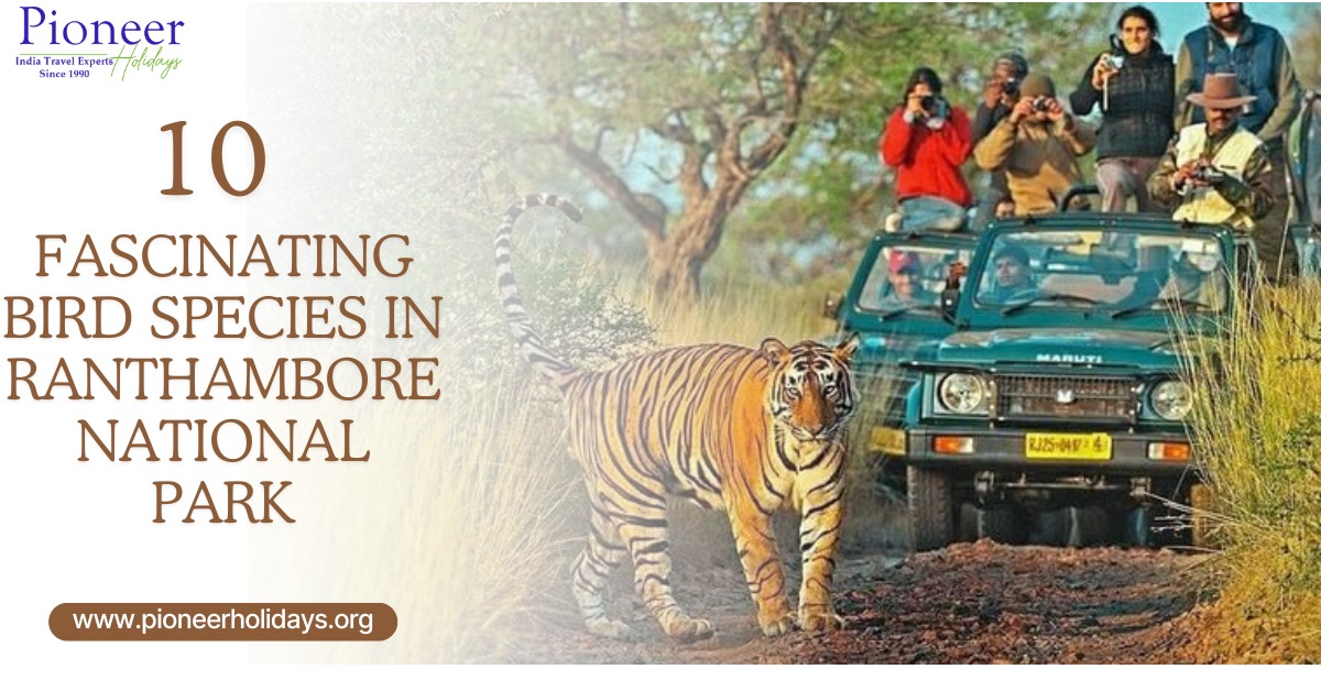 Fascinating Bird Species in Ranthambore National Park