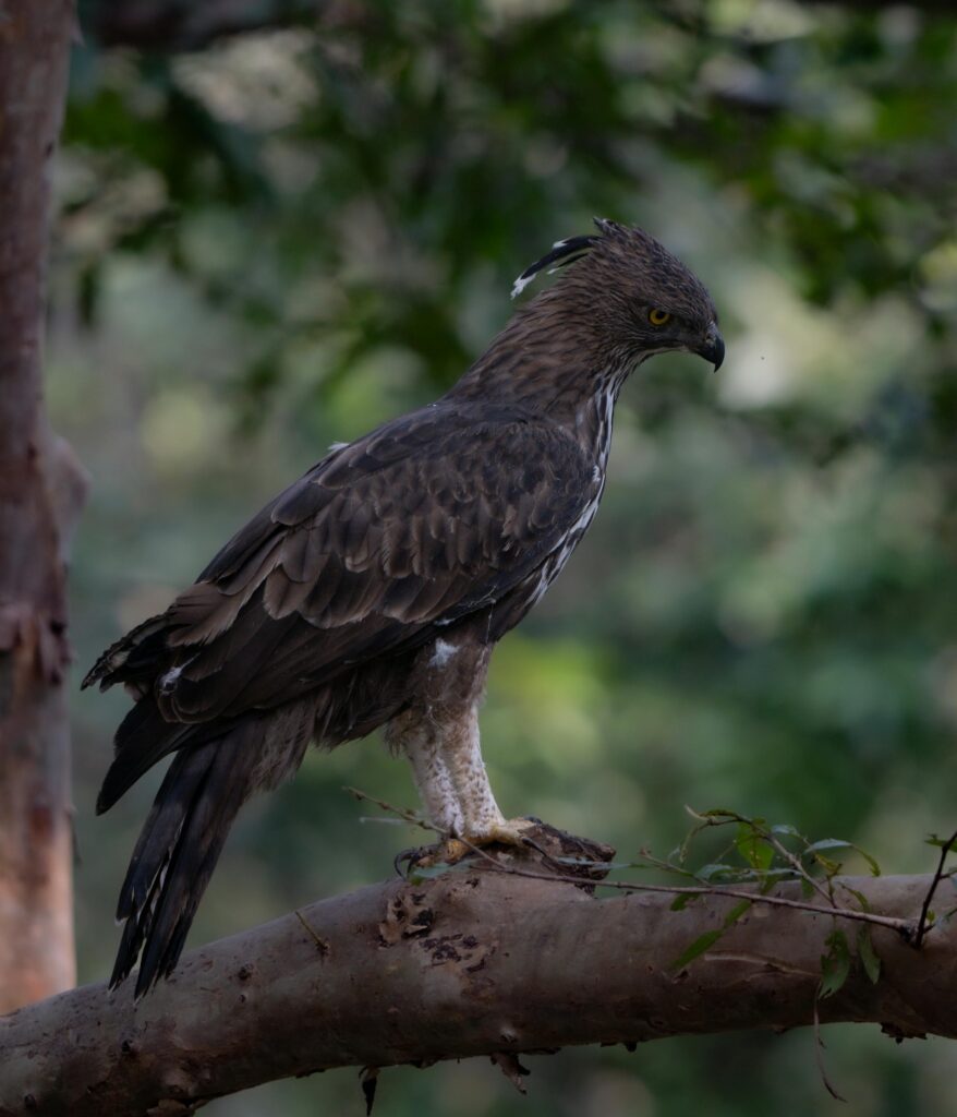 Crested Serpent Eagle