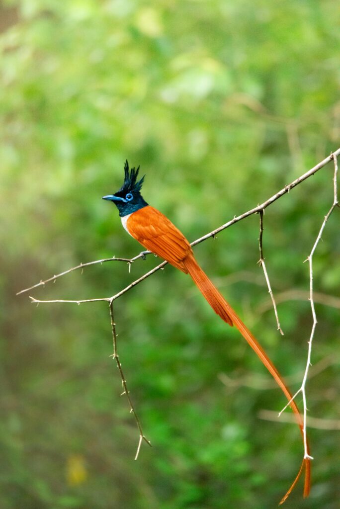 Indian Paradise Flycatcher