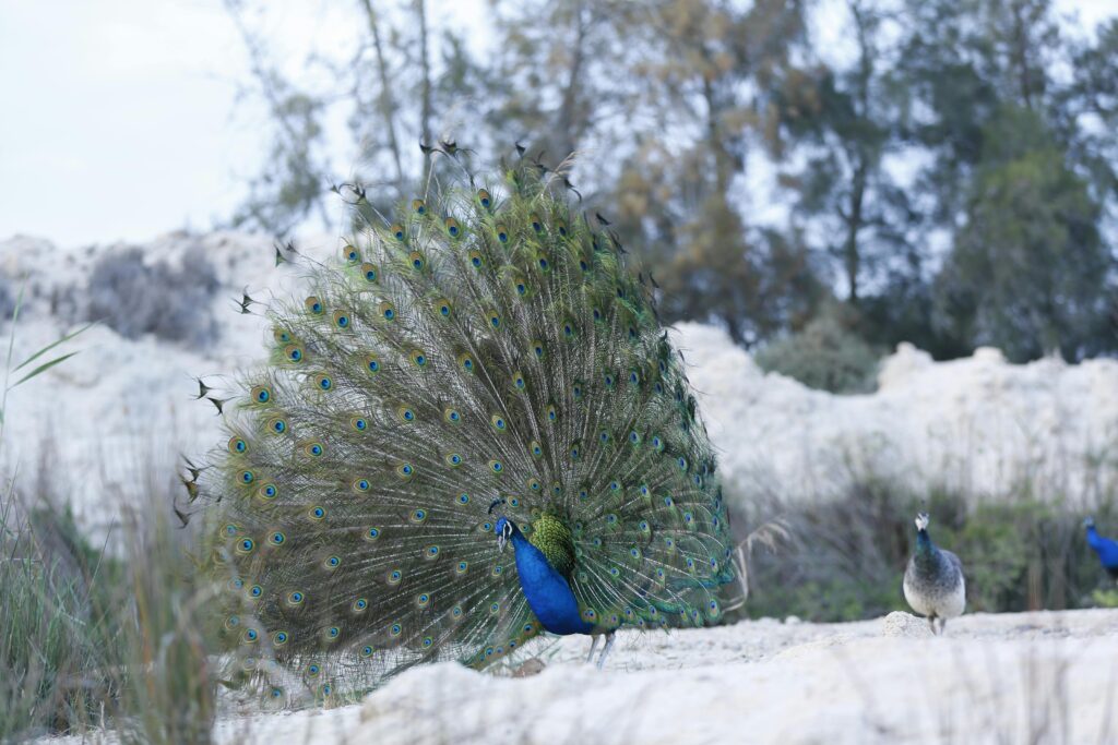 Indian Peafowl (Peacock)