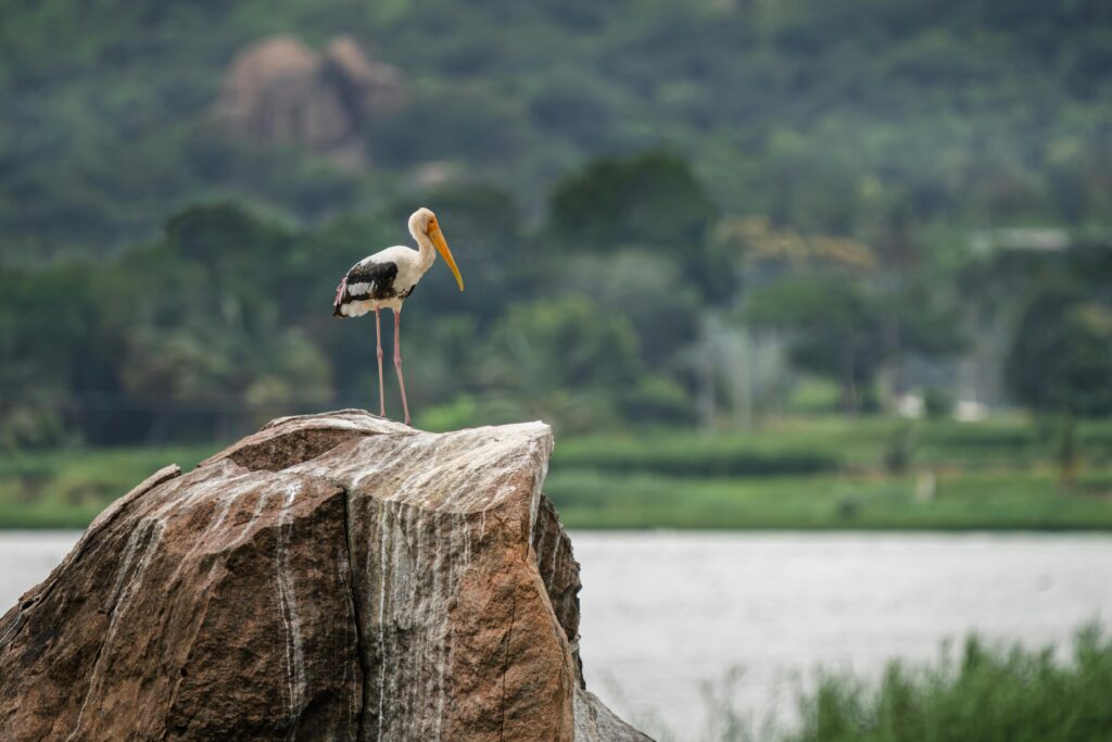 Painted Stork
