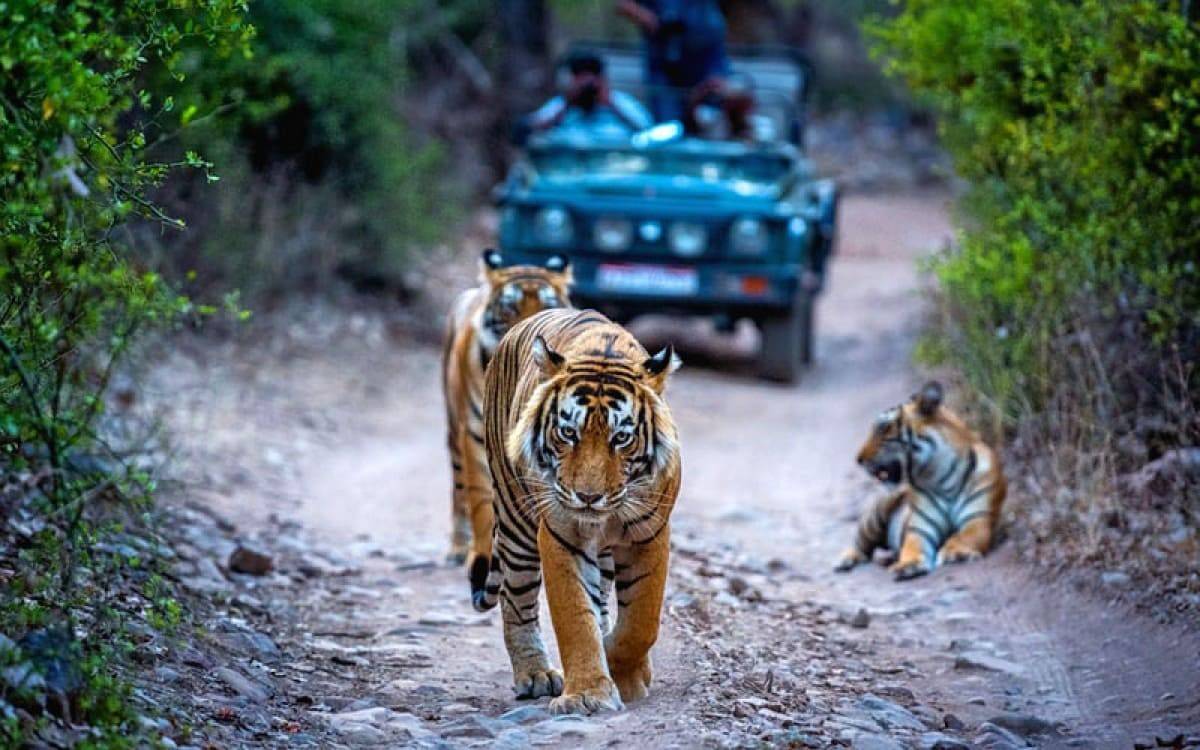Golden Triangle Tour with Ranthambore covering Delhi Agra Jaipur and tiger safari