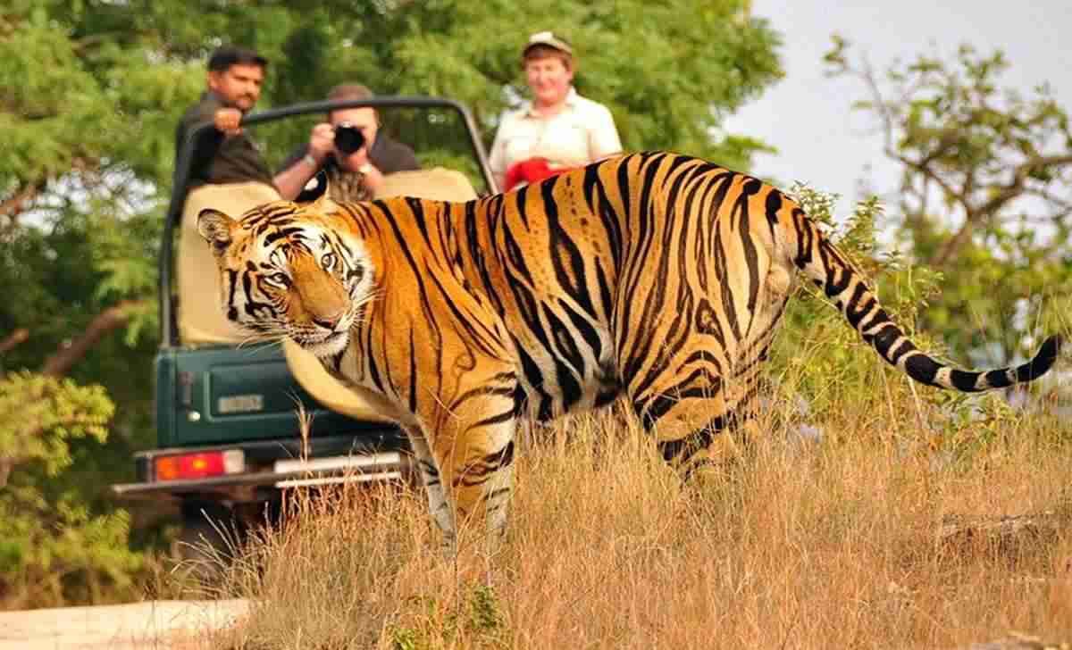 Tiger Safari in Ranthambore