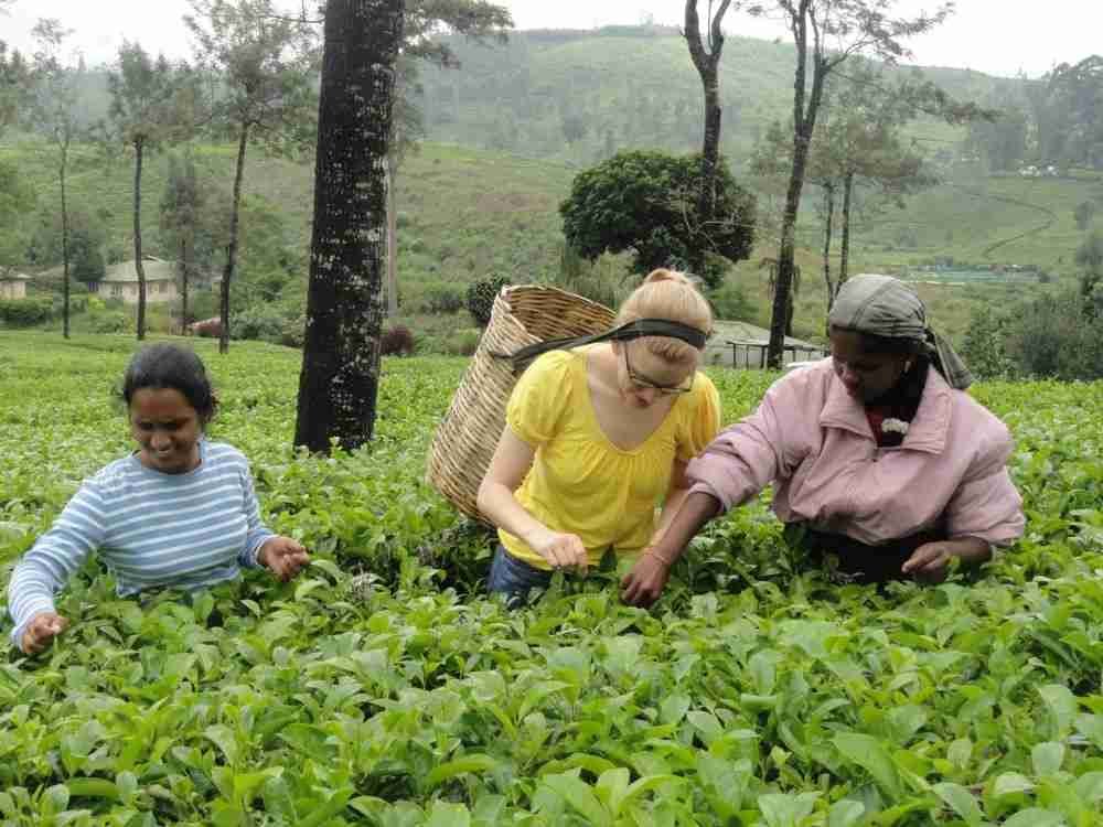 Tea plantation workers picking fresh tea leaves in Munnar, Kerala