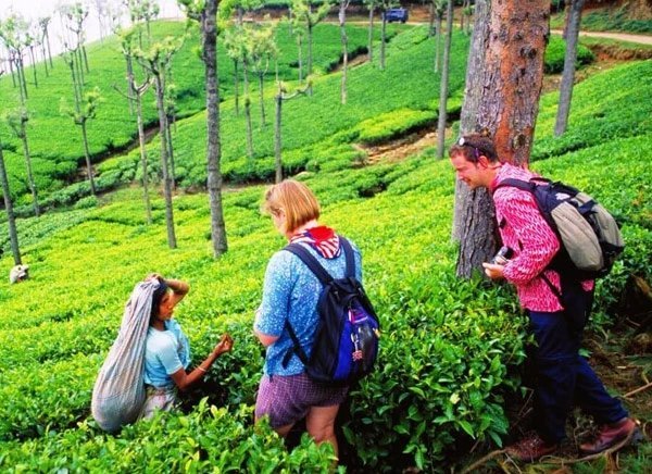 Travelers exploring the lush green tea plantations of Munnar, Kerala