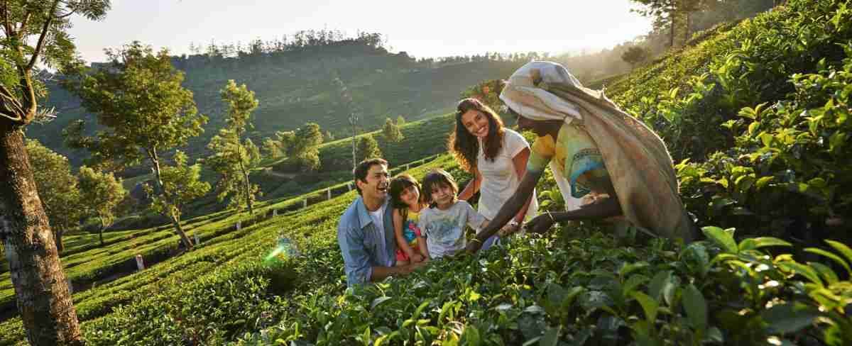 Family exploring lush green tea plantations in Kerala