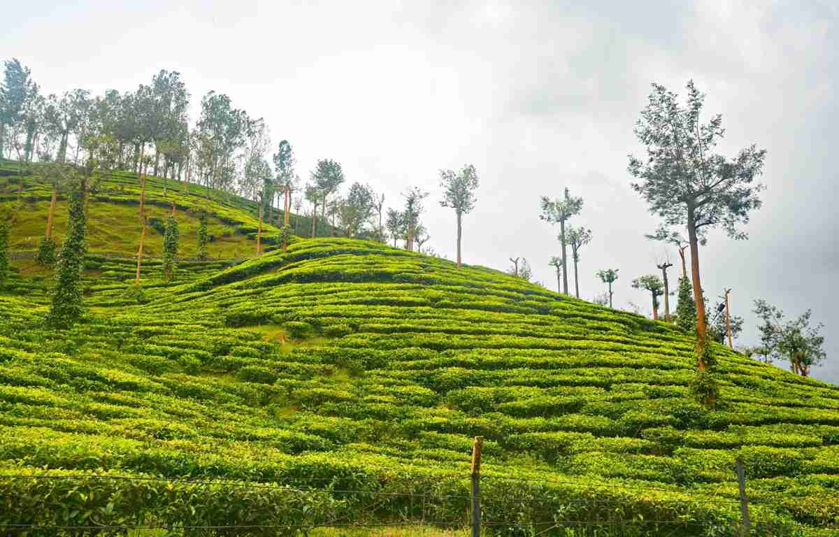 Lush green tea plantation across the rolling hills of Kerala