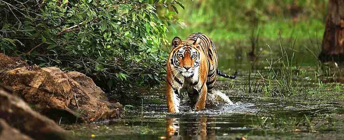 6 Days South India Wildlife Safari From Bangalore