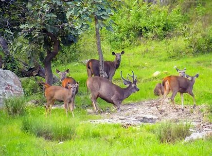Spotted deer grazing in the green forest of Ranthambore National Park