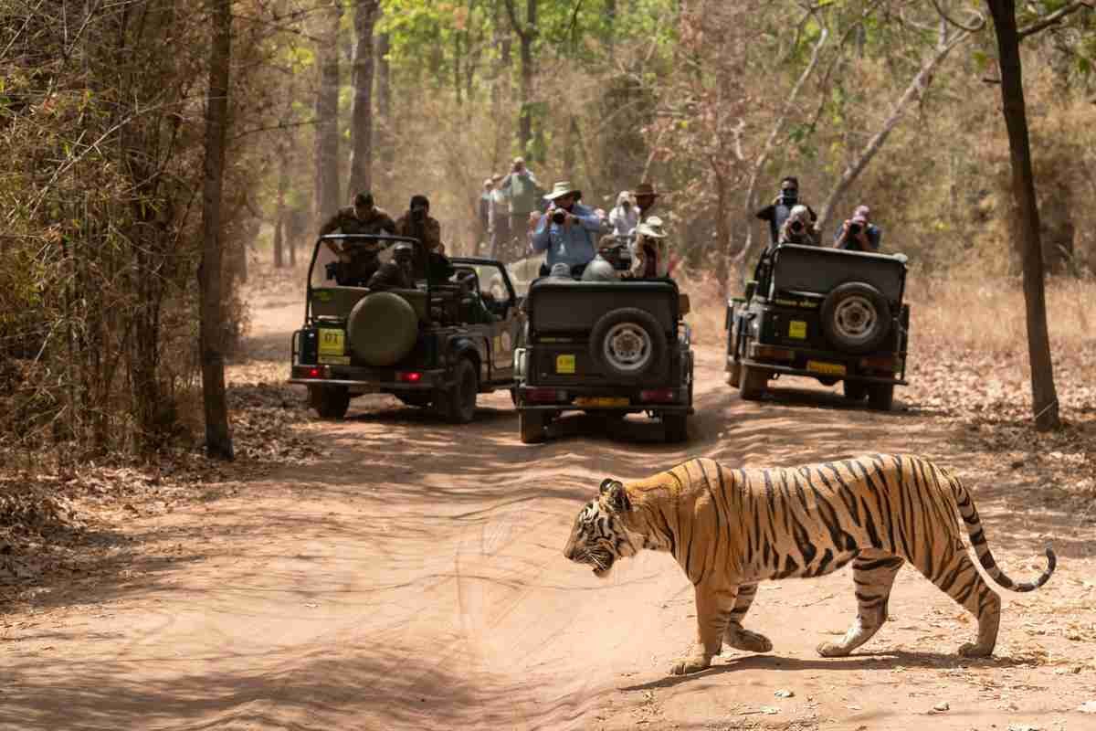 Tiger walking near a safari jeep in Ranthambore National Park