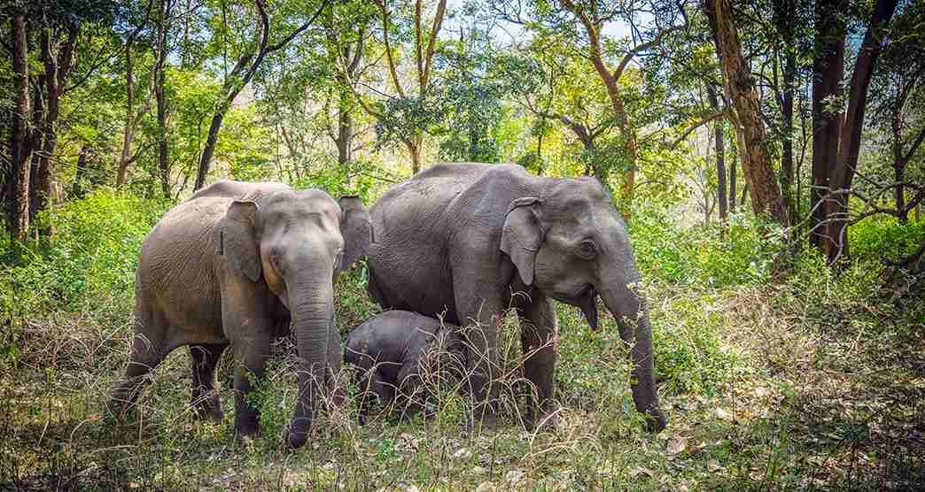 Wild elephants standing among trees in an Indian forest