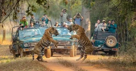 Two Bengal tigers near a safari jeep in Ranthambore National Park