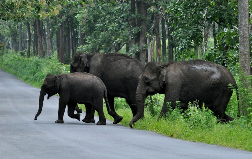 14 Days Kerala Wildlife Tour (Periyar, Bandipur)