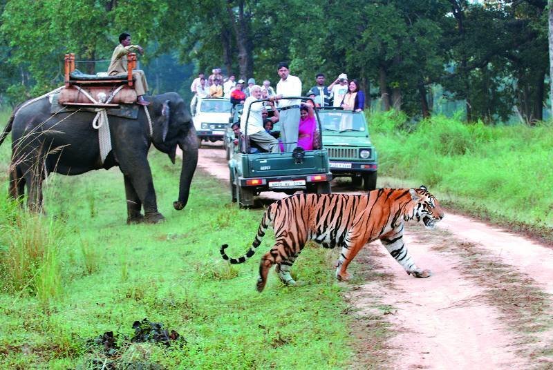 Tiger spotted during a wildlife safari in South India