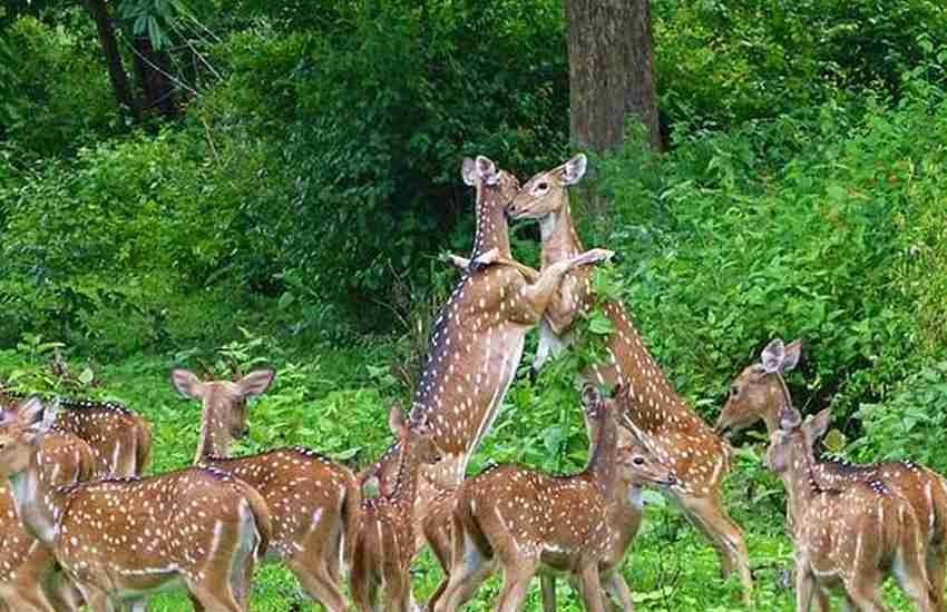 Spotted deer in a South India forest