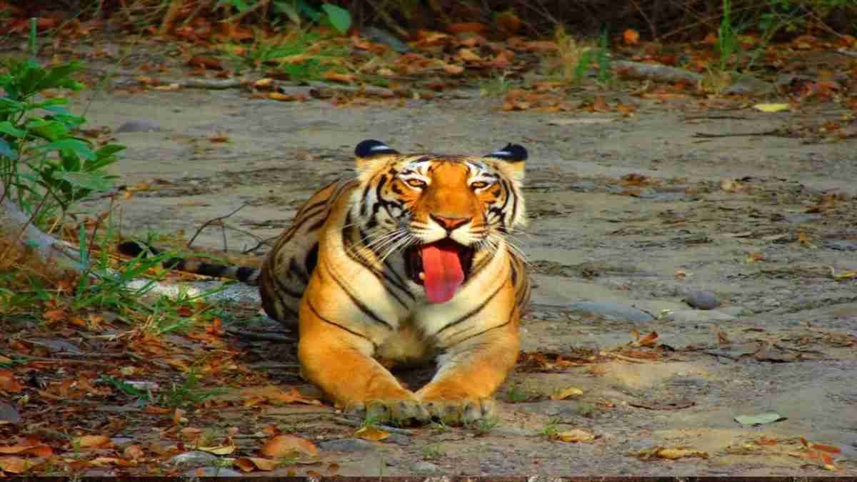 Bengal tiger in a South India wildlife reserve