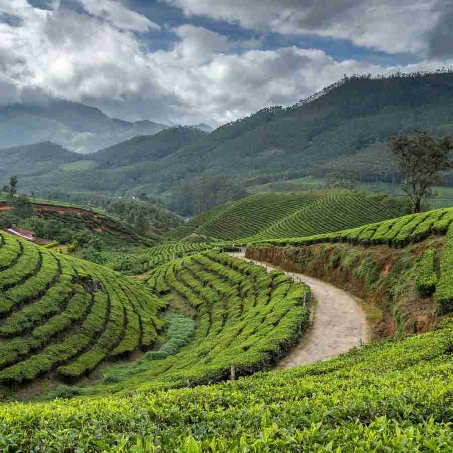 Munnar tea plantations in Kerala
