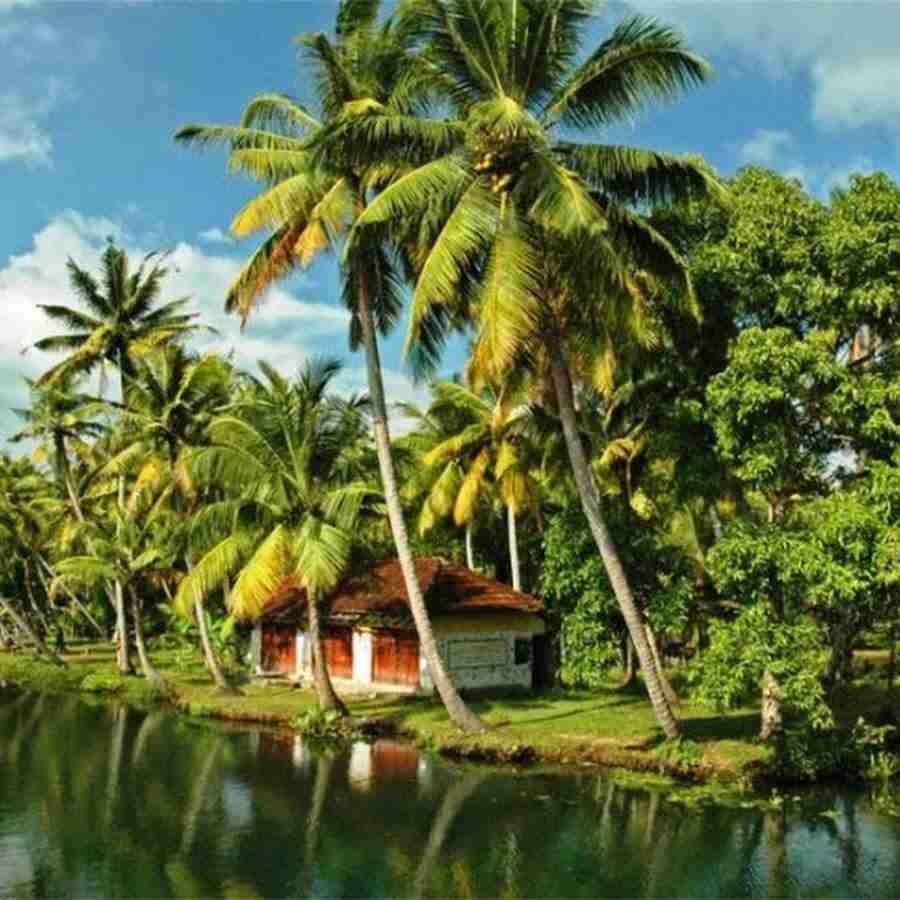 Kerala tropical landscape with coconut trees and village